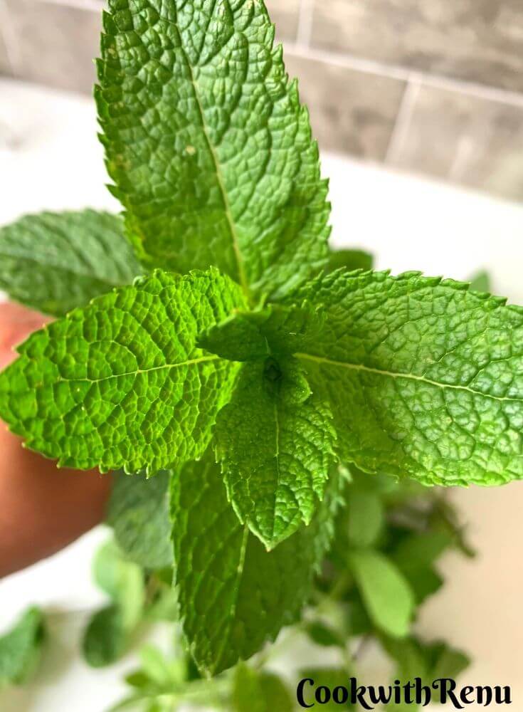 Close up look of Fresh Mint from my Garden