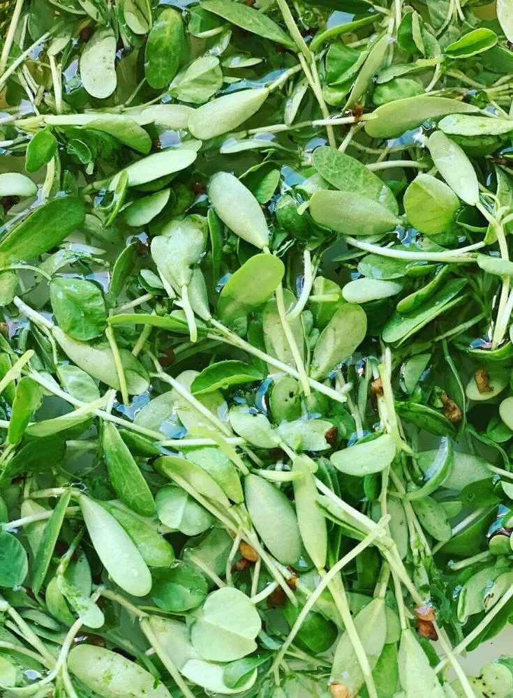 Fresh Harvested Methi soaked in water for cleaning