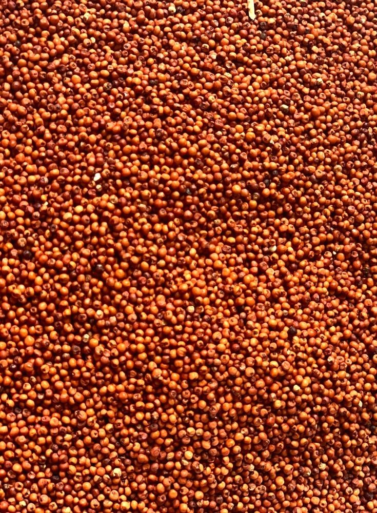 Ragi Seeds or grains or Finger Millet or Nachni