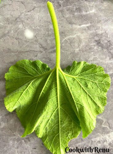 The back side of Butternut Squash Leaves.