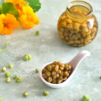 Pickled Nasturtium Seeds or capers seen in a white ceramic spoon. There is a small jar filled with pickled seeds and some nasturtium flowers and seeds scattered.