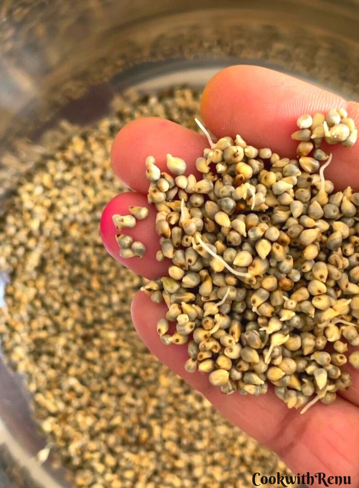 Closer look of Pearl Millet Sprouts shown in a hand.