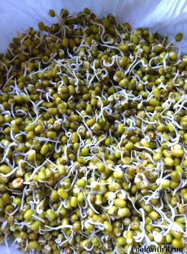 Sprouted Mung Beans as seen on Day 3