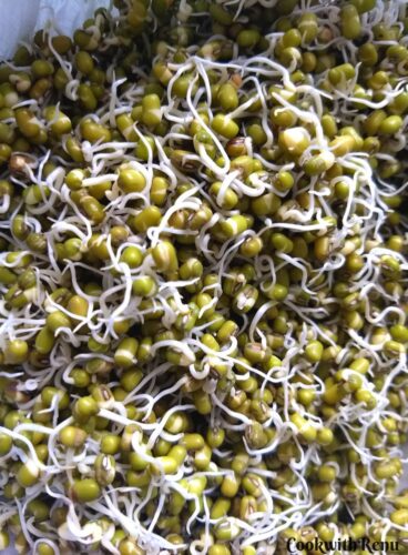 Sprouted Mung Beans as seen on Day 4