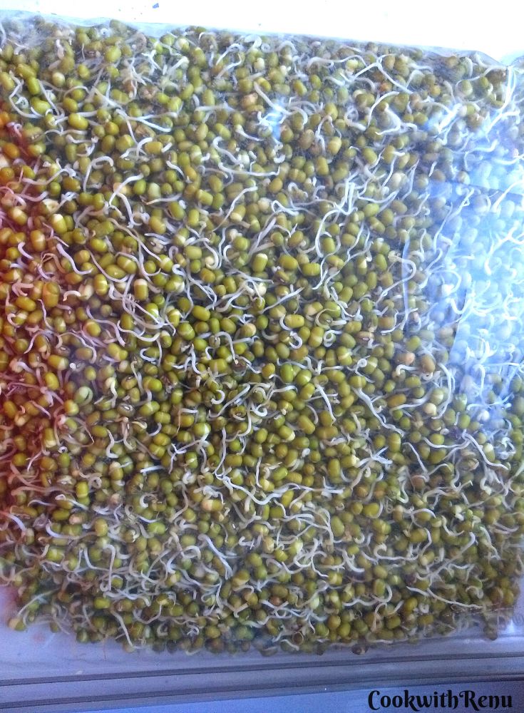 Mung sprouts ready to freeze