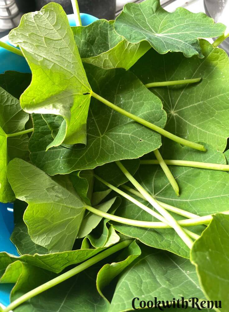 Nasturtium Leaves