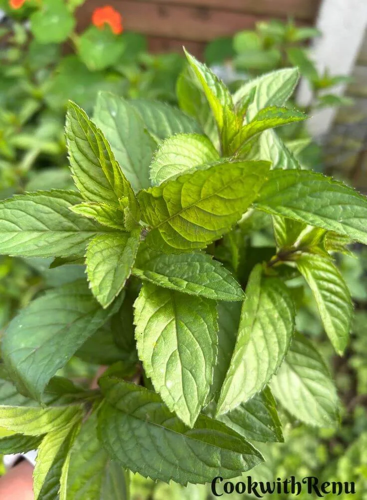 Chocolate Mint leaves bunch.