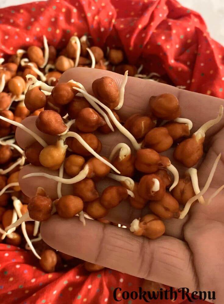 Close-up look at Black Chana Sprouts in a hand.
