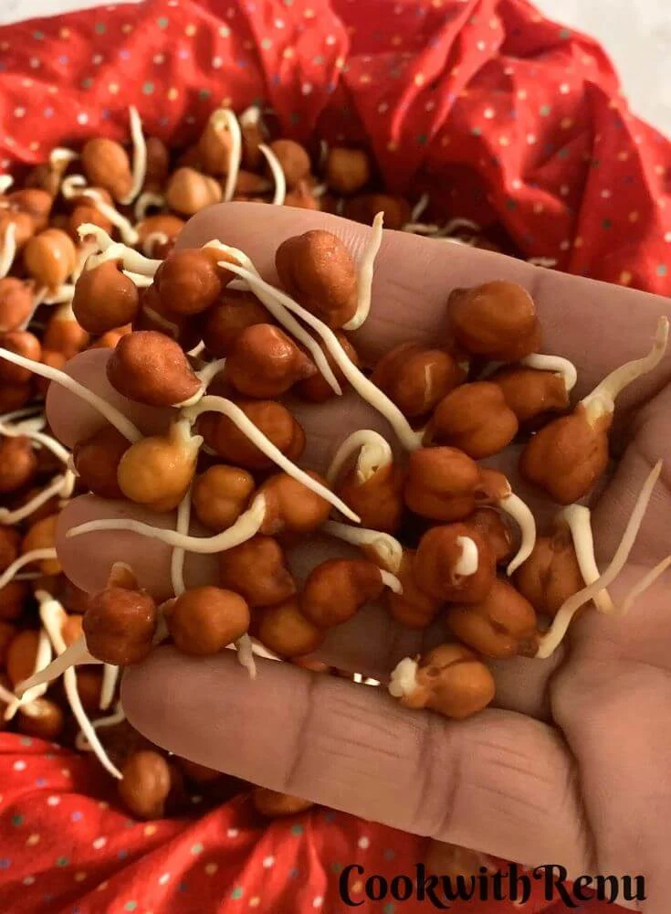 Close-up look at Black Chana Sprouts in a hand.