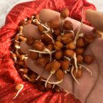 Close-up look of Black Chana Sprouts in hand.