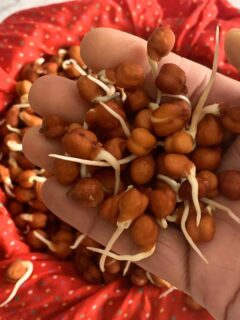 Close-up look of Black Chana Sprouts in hand.