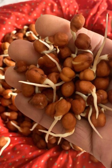 Close-up look of Black Chana Sprouts in hand.