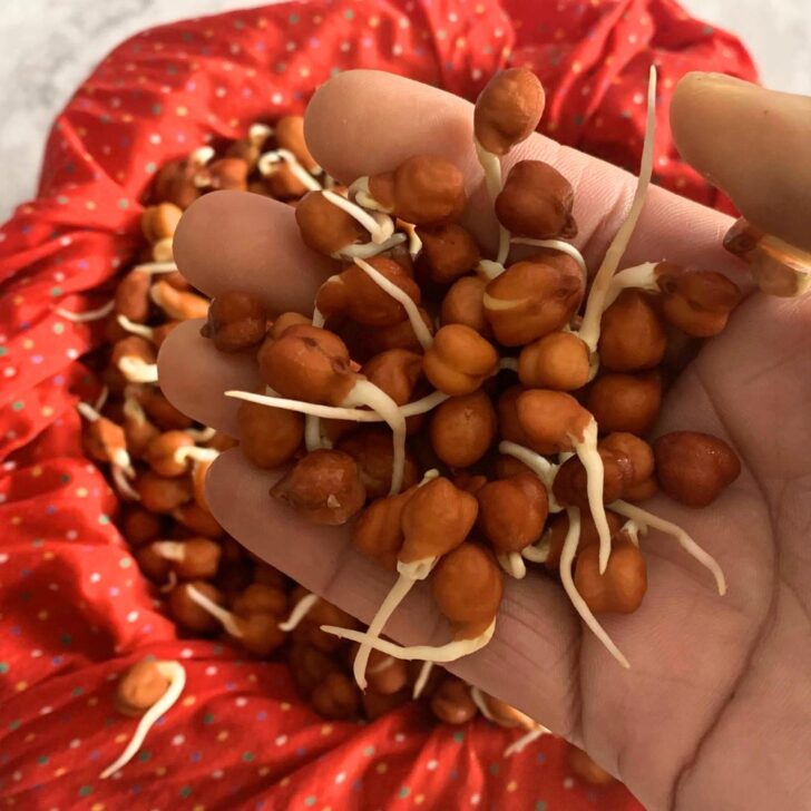 Close-up look of Black Chana Sprouts in hand.