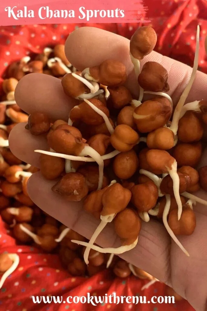 Close-up look of Black Chana Sprouts in hand.
